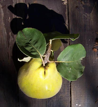 EN VEDETTE CHEZ GUESTCOOKING :  « LE COING », qui émerveillera vos papilles… « LA POMME » c’est la pleine saison et on l’oublie !!! « LE POTIRON » pourquoi toujours une soupe ? Gelée ou pâte de fruits ?